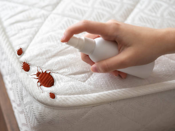Best Wasp Removal Services  in Prospect Park, NJ