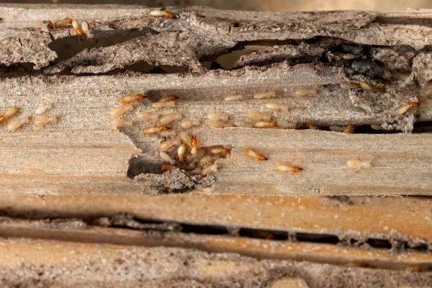Best Best Pest Control Companies  in Prospect Park, NJ