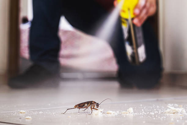 Best Affordable Pest Control Services  in Prospect Park, NJ